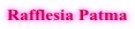 Rafflesia Patma