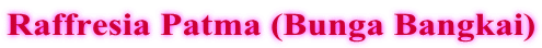 Raffresia Patma (Bunga Bangkai)