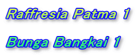 Raffresia Patma 1  Bunga Bangkai 1