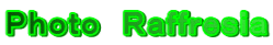 Ｐｈｏｔｏ　Ｒａｆｆｒｅｓｉａ