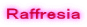 Ｒａｆｆｒｅｓｉａ